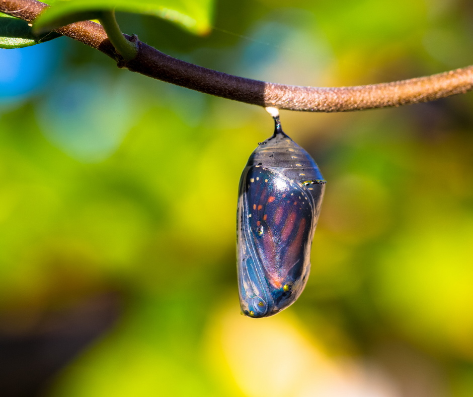 The 8 Empowering Practices to Successfully Deal with Adversity. An image of a butterfly in a cocoon