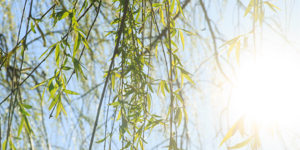 Willow Branches In The Sunlight